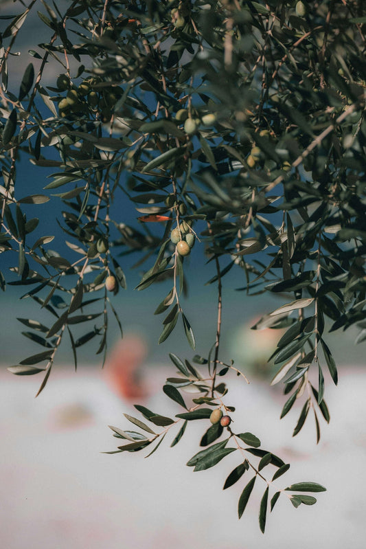 Discover the Essence of Sicily: Casa Calia Salemi Organic Extra Virgin Olive Oil